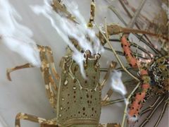 iphone_upload_pic-班赞海鲜市场