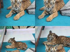 -济南野生动物世界