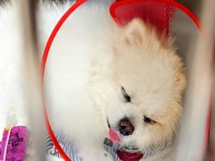 -美联众合动物医院·24h转诊中心