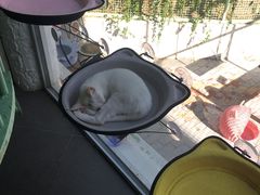 -有猫主题·治愈系猫咖(曾厝垵店)