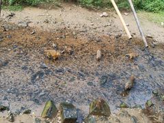 -西双版纳原始森林公园