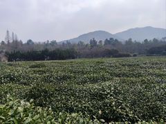 -阿巧茶庄