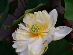 -莲花池公园