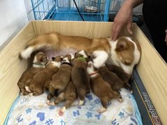 -宠物之家Pets Home 宠物寄养酒店