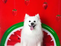 -读宠于你·约克夏比熊·睫角守宫·爬宠售卖(高新店)