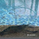 东莞探店｜钓虾工场🦐78元任钓任吃🎣来嘻虾吧