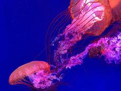 -海合安青岛极地海洋公园
