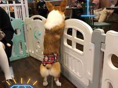 -柯斗斗主题餐厅·狗咖·围炉煮茶·茶饮(国瑞升平里店)