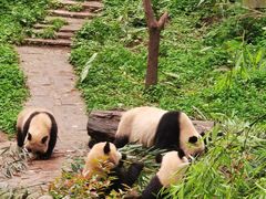 -中国大熊猫保护研究中心雅安碧峰峡基地