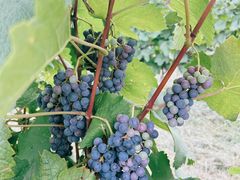 -安德鲁户外烧烤帐篷营地(马泉营店)