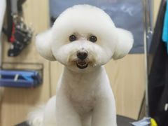 -小尾巴宠物店(万科·金域华庭店)