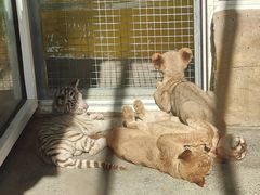 -大连森林动物园