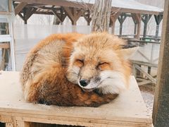 -宫城藏王狐狸村