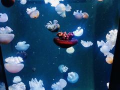 -成都浩海立方海洋公园