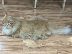 -MOCHA明星猫咖(田子坊店)