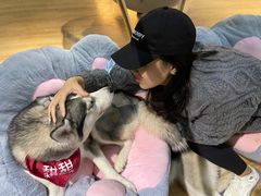 -Husky Go! 哈士奇体验馆·宠物咖啡厅狗咖