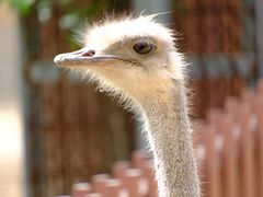 -石家庄市动物园