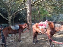 -铁山坪森林公园