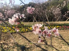 -王借岗森林公园