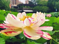 -陈家山荷花公园