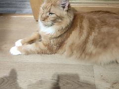 -MOCHA明星猫咖(田子坊店)