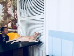 -猫小院猫主题咖啡厅(北锣店)