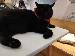 -滚猫咖啡·猫咖·猫友好撸猫(未来城店)