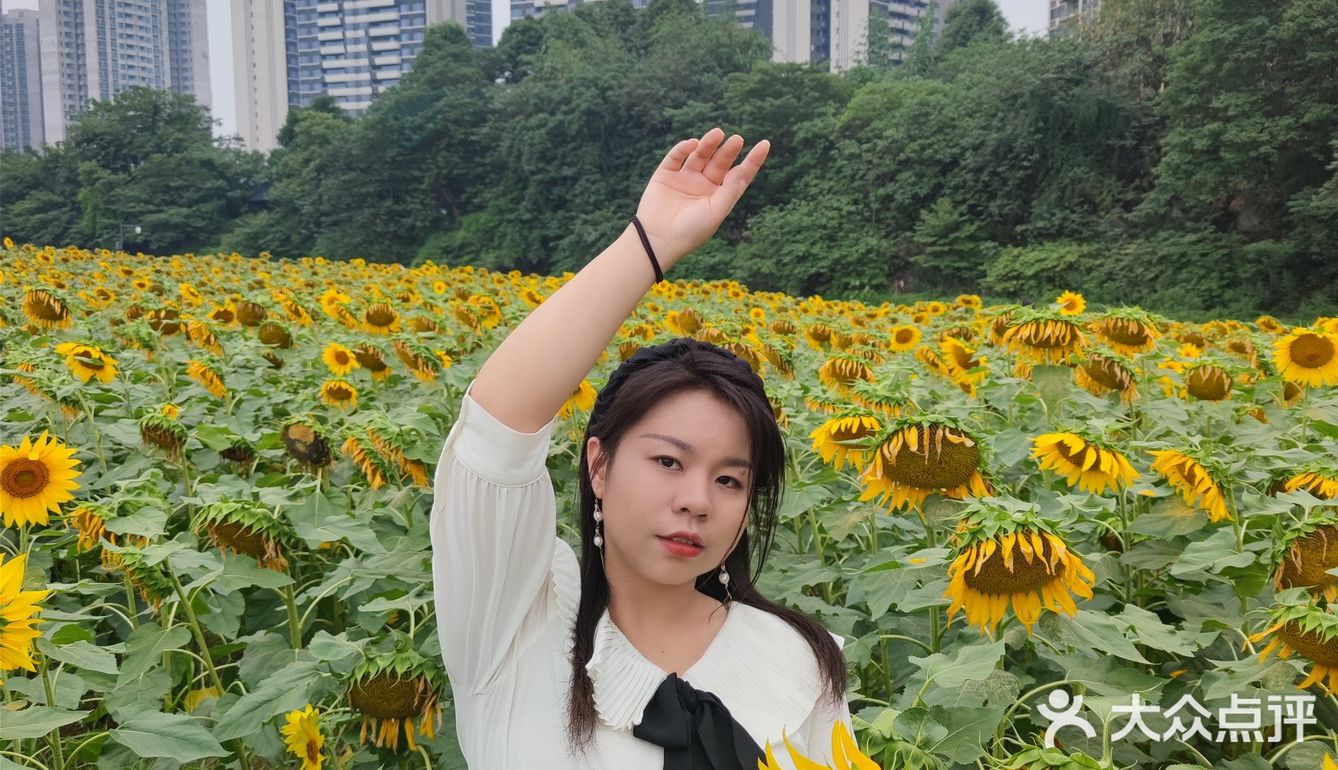 成都市区小众景点，向日葵花海。