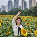 成都市区小众景点，向日葵花海。