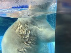 -海合安武汉极地海洋公园