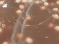 -上海安亭别墅花园酒店