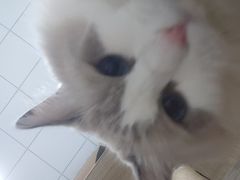 -嘉馨宠物医院·CT影像转诊·心脏科·犬猫全科诊疗中心(下沙大学城院区)