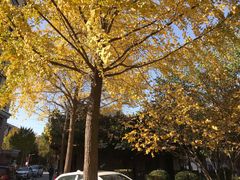 -西北大学(桃园校区)