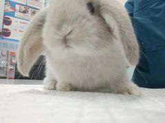 -嘉馨宠物医院·CT影像转诊·心脏科·犬猫全科诊疗中心(下沙大学城院区)