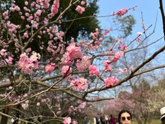-梅花山(明孝陵内)