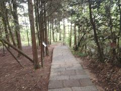 -天目山大树王景区