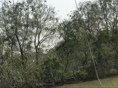 -大湾区中央湿地公园