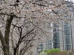 -西北湖绿化广场
