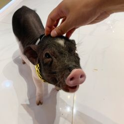 -Moni星球萌宠·小马宝莉·灵蛇·高端高阶全萌宠互动体验俱乐部(红豆国际广场店)