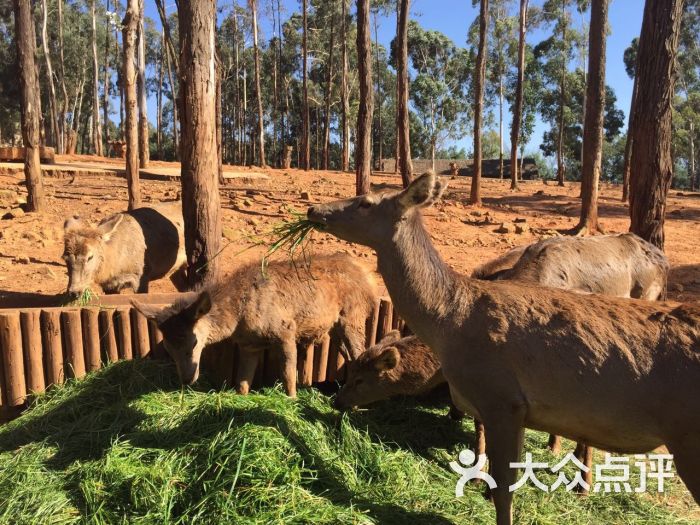 雲南野生動物園圖片 - 第38張