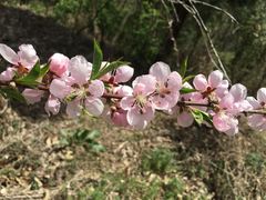 -嵩山少林文化旅游景区