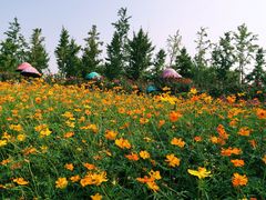 -荷兰花海