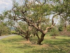 -中国科学院西双版纳热带植物园