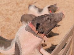 -前小桔亲子创意农场·草莓采摘·露营烧烤