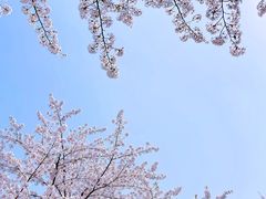 -上海辰山植物园