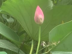 -陈家山荷花公园