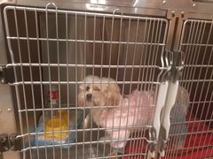 -艾贝尔宠物医院·24H转诊中心·肿瘤猫专科(江宁双龙店)