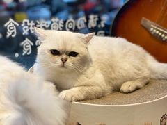 -喵屿·大理花园猫咖