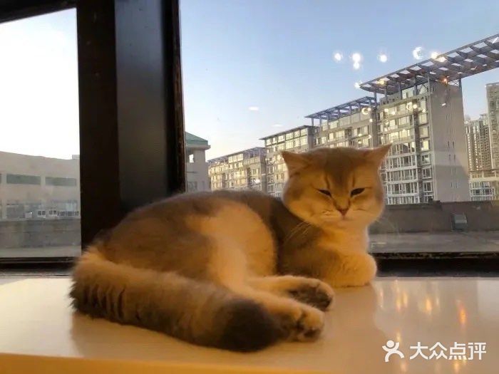 喵匠猫主题咖啡(凯德和平广场店)图片