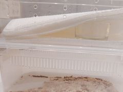 -酷以爬仙阁实体爬宠店·守宫·蜥蜴·专业繁育